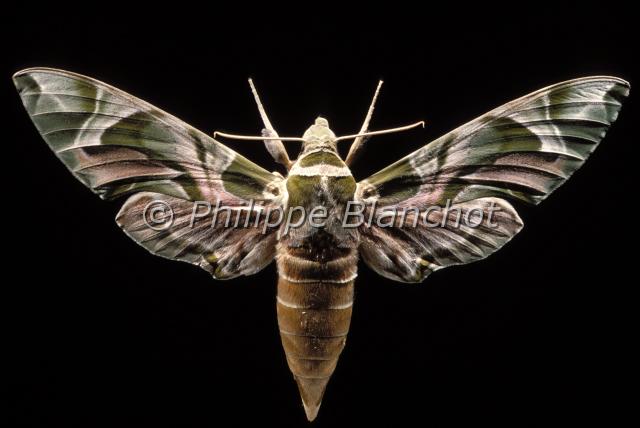 daphnis nerii.JPG - Daphnis neriiSphinx du Laurier roseOleander Hawk mothLepidoptera, SphingidaeFrance